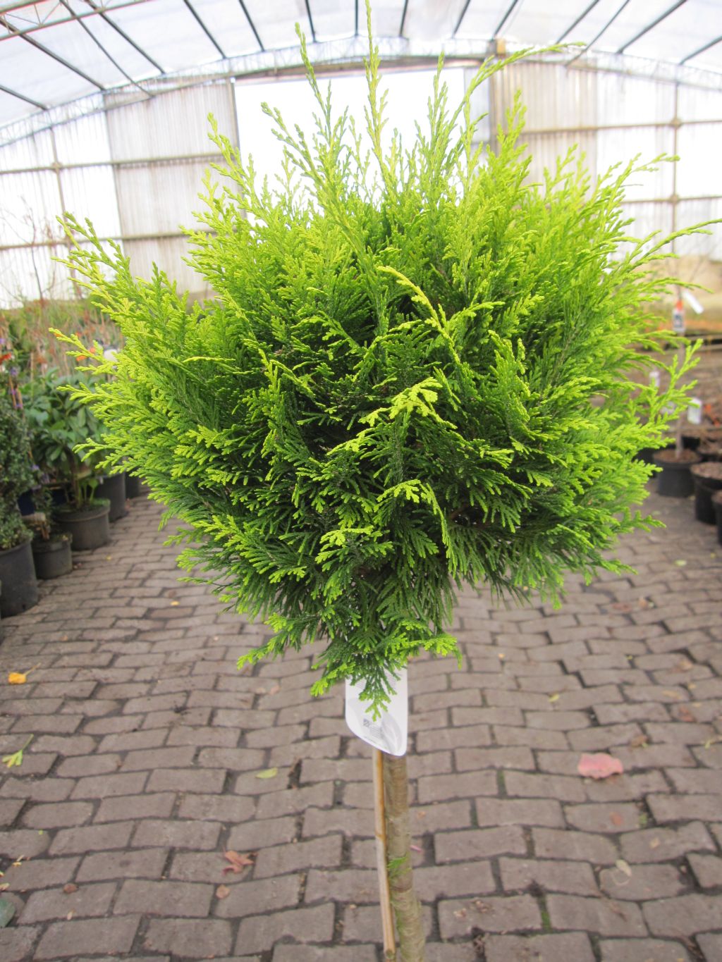 Gelbe Gartenzypresse Stardust Chamaecyparis lawsoniana